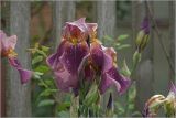 Iris × hybrida. Цветки и бутоны с каплями дождя. Московская обл., Раменский р-н, окр. дер. Хрипань, садовый участок. 11.06.2024.