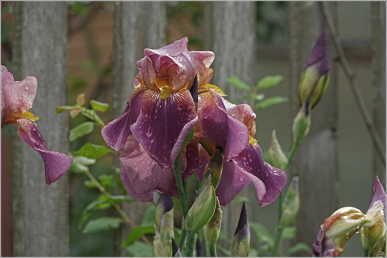 Изображение особи Iris &times; hybrida.