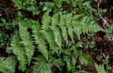 Dryopteris carthusiana
