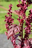Atriplex hortensis
