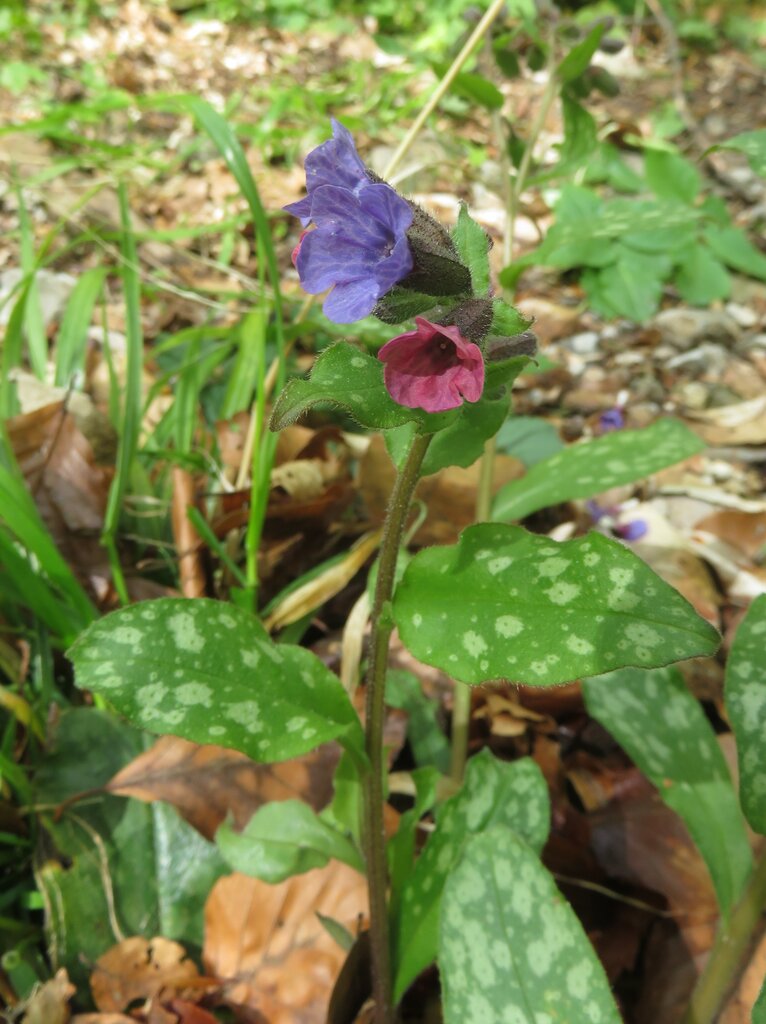 Image of Pulmonaria officinalis specimen.