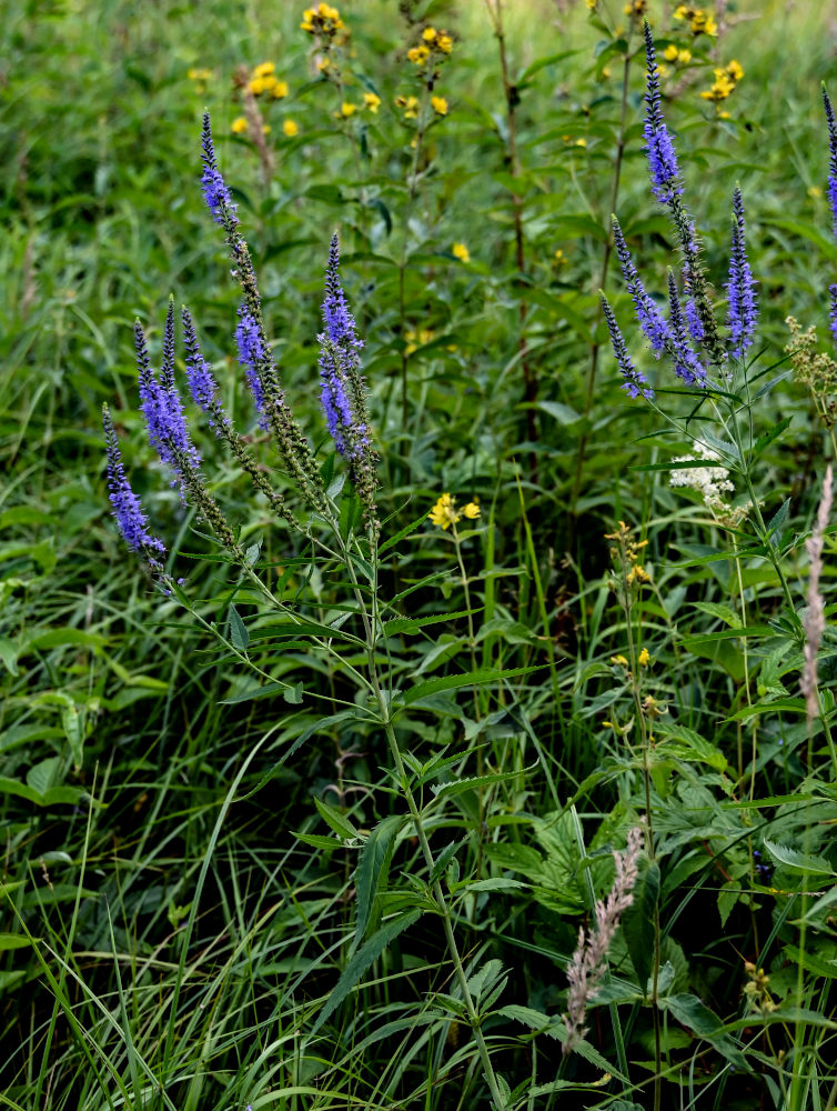 Изображение особи Veronica longifolia.