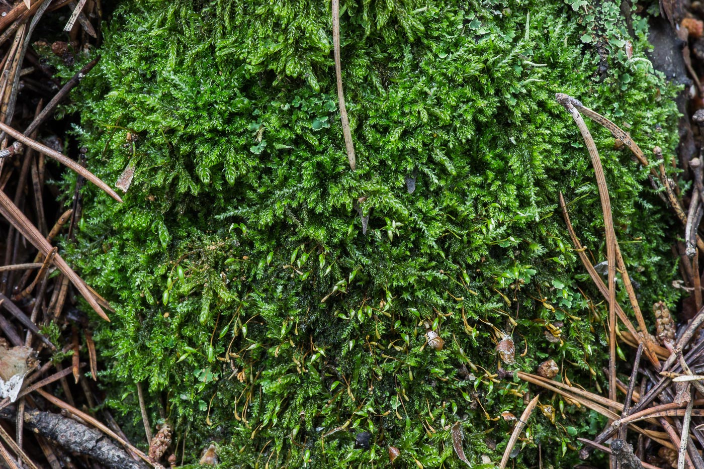 Image of class Bryopsida specimen.