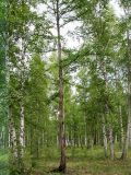 Larix gmelinii. Старая лиственница в берёзовом лесу, выросшем на месте вырубленного лиственничника. Читинская обл., 60 км С-З Читы, окр. оз. Арахлей. 6 августа 2006 г.