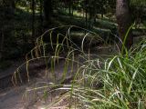 Carex pendula