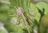 Erodium malacoides