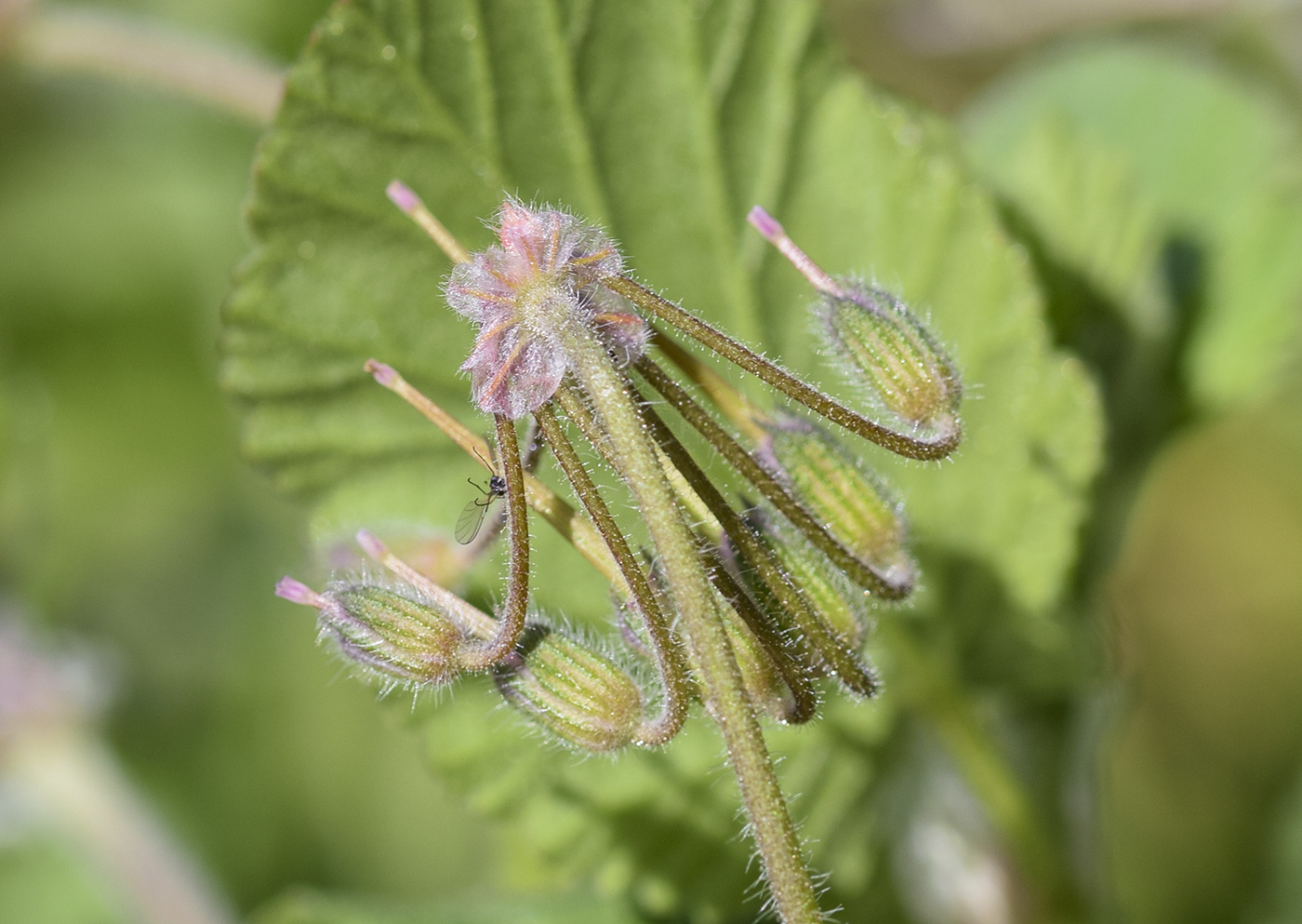 Изображение особи Erodium malacoides.
