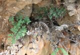 Oeosporangium acrosticum. Растение в расщелине камня. Израиль, г. Кармиэль, склон глубокой долины. 15.02.2011.
