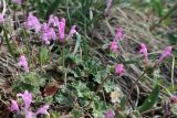 Lamium amplexicaule