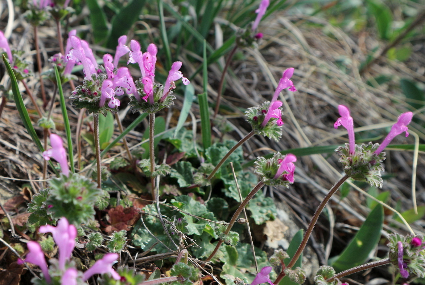 Image of Lamium amplexicaule specimen.