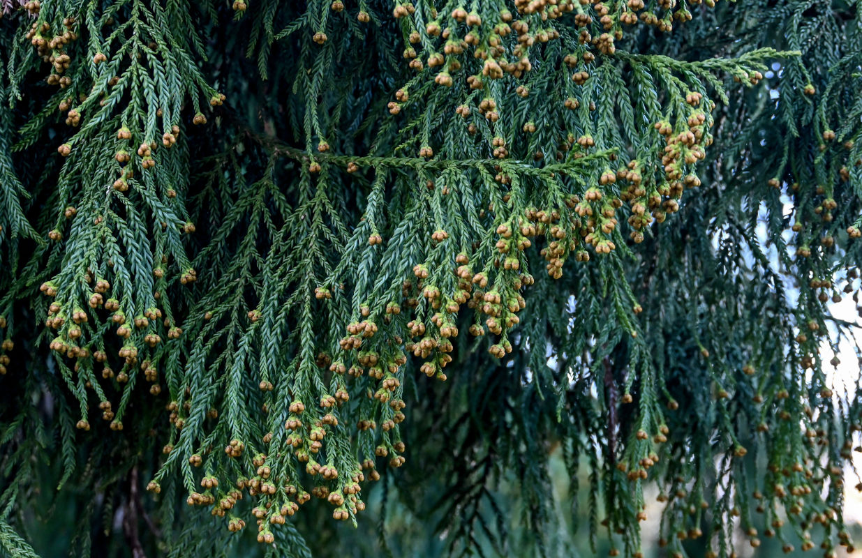 Image of Taiwania cryptomerioides specimen.