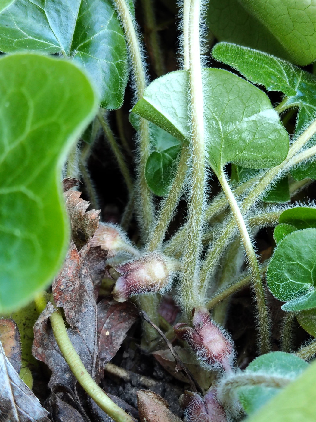 Image of Asarum europaeum specimen.