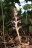 Orobanche pubescens. Цветущее растение (паразитирует на Physocaulis nodosus). Крым, Севастополь, Байдарская дол., опушка лиственного леса, среди кустарников. 29 мая 2025 г.