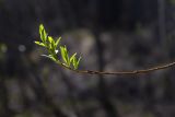 Salix caprea