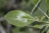 Pyrus elaeagrifolia