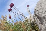 Allium ampeloprasum