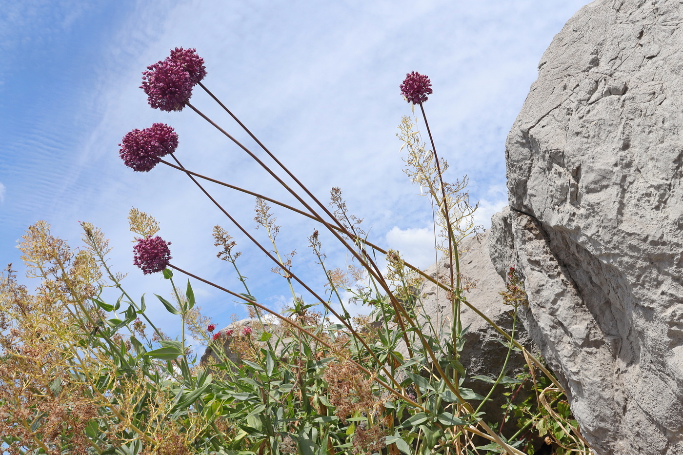 Image of Allium ampeloprasum specimen.