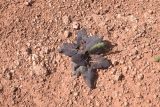 genus Salvia