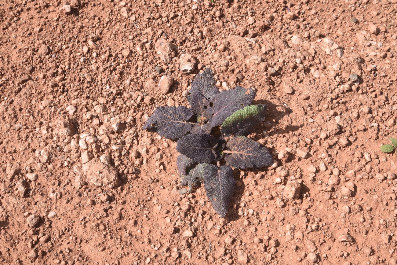 Image of genus Salvia specimen.
