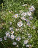 Symphyotrichum novi-belgii