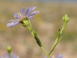 Symphyotrichum × salignum. Веточка с соцветиями. Крым, Симферополь, западный берег Симферопольского водохранилища. 26.07.2025.
