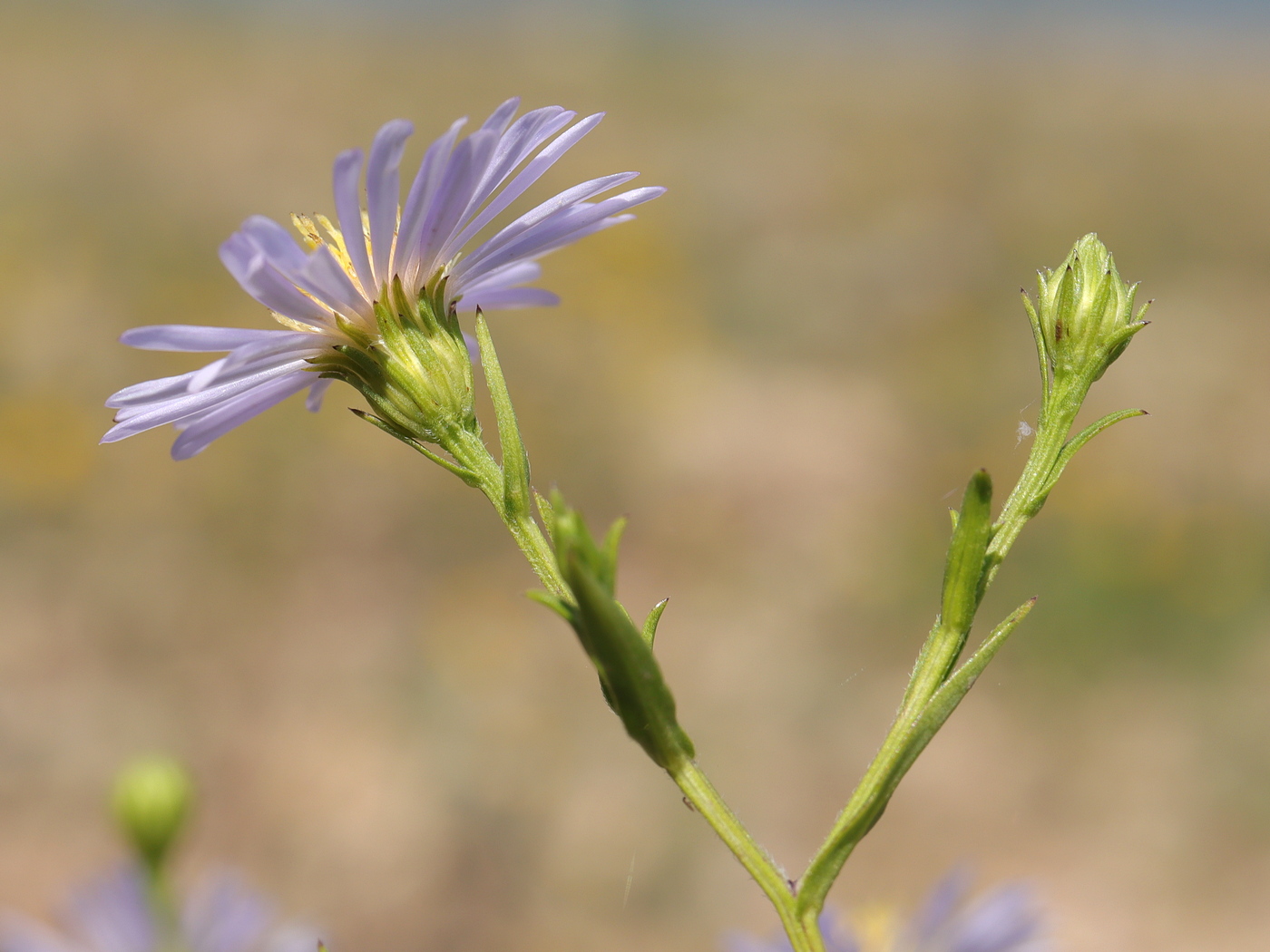 Image of Symphyotrichum &times; salignum specimen.