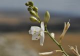 Anthericum ramosum