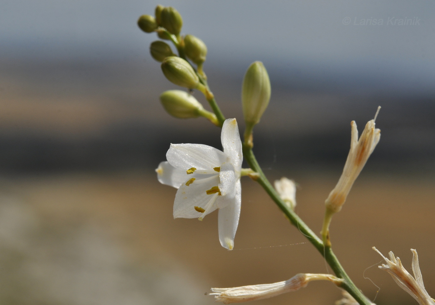 Изображение особи Anthericum ramosum.