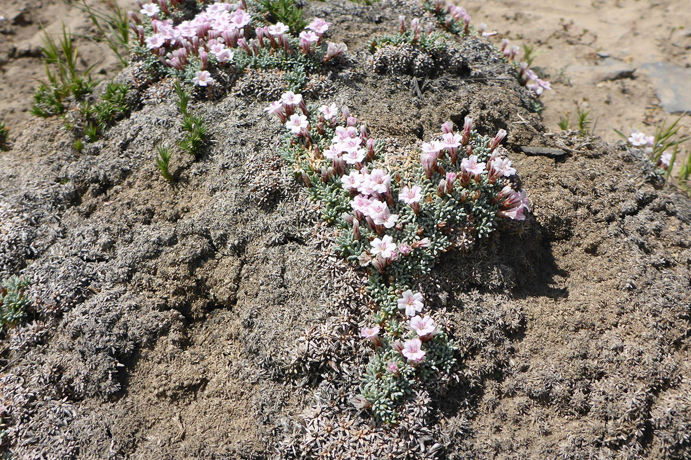 Изображение особи Acantholimon diapensioides.