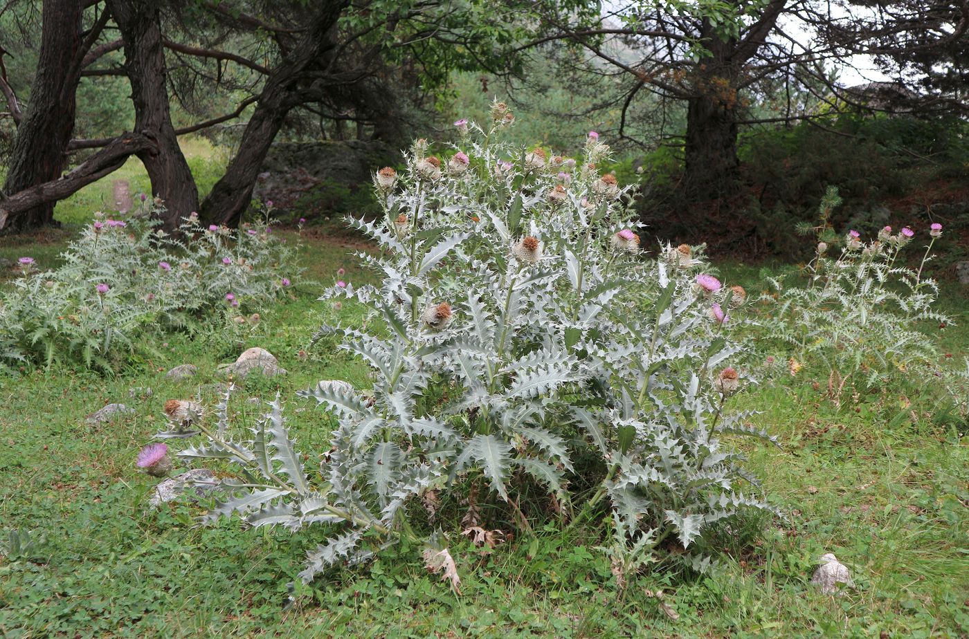 Image of Cirsium balkharicum specimen.