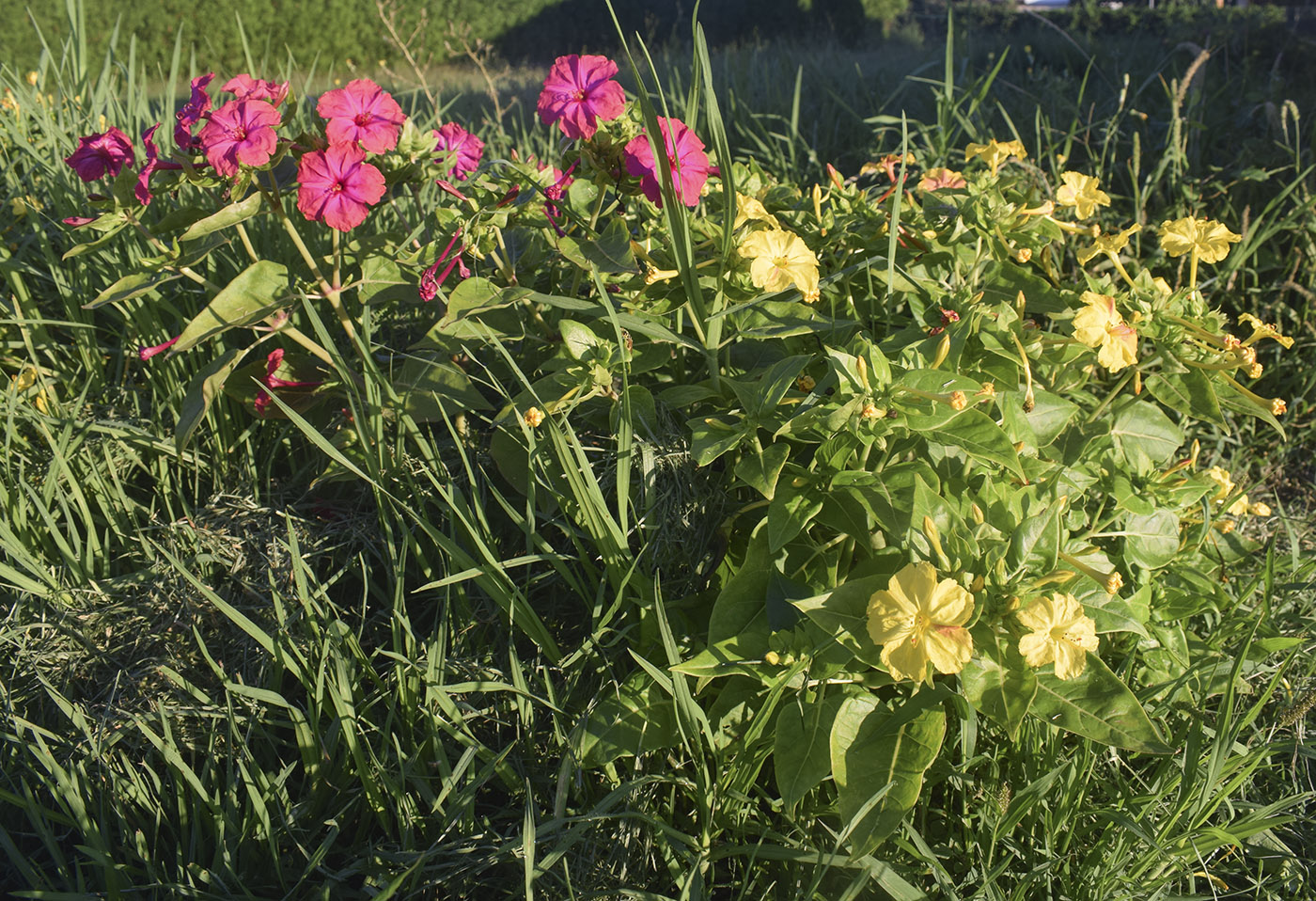Image of Mirabilis jalapa specimen.