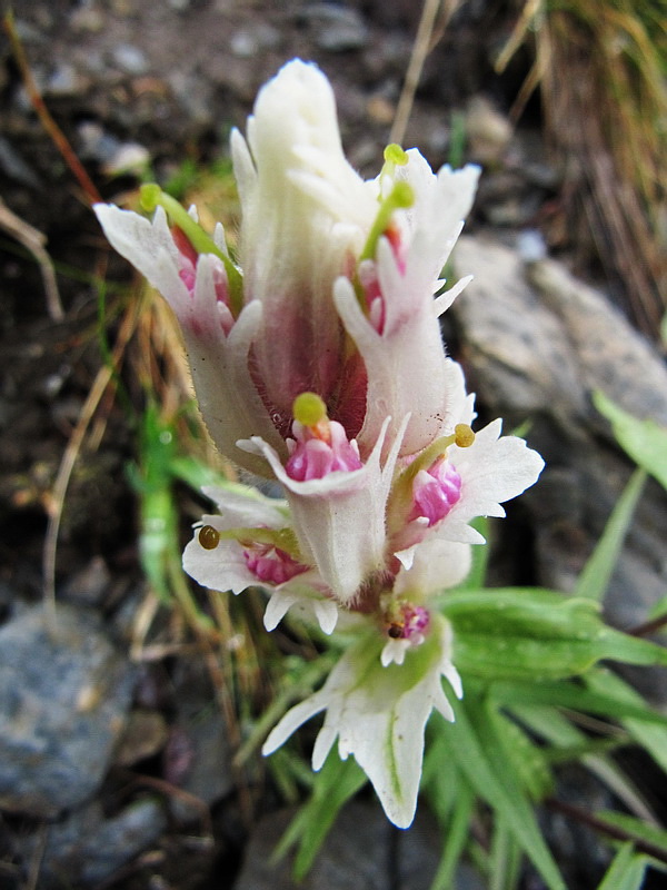 Image of Castilleja hyparctica specimen.