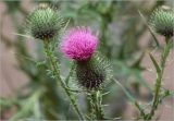 Cirsium vulgare
