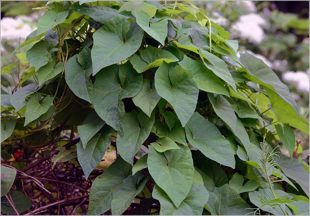 Image of Calystegia sepium specimen.