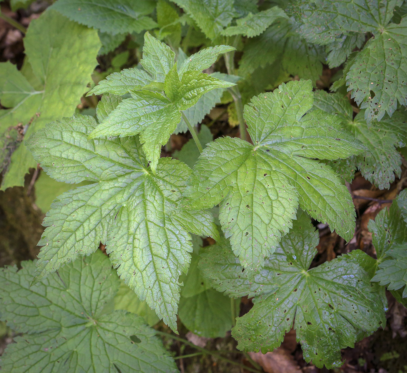 Изображение особи Geranium gracile.