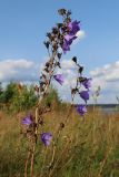 Campanula persicifolia. Верхушка плодоносящего и повторно цветущего растения. Беларусь, Витебская обл., окр. пос. Езерище, ранее выкашивавшийся злаково-разнотравный суходольный луг. 09.08.2025.