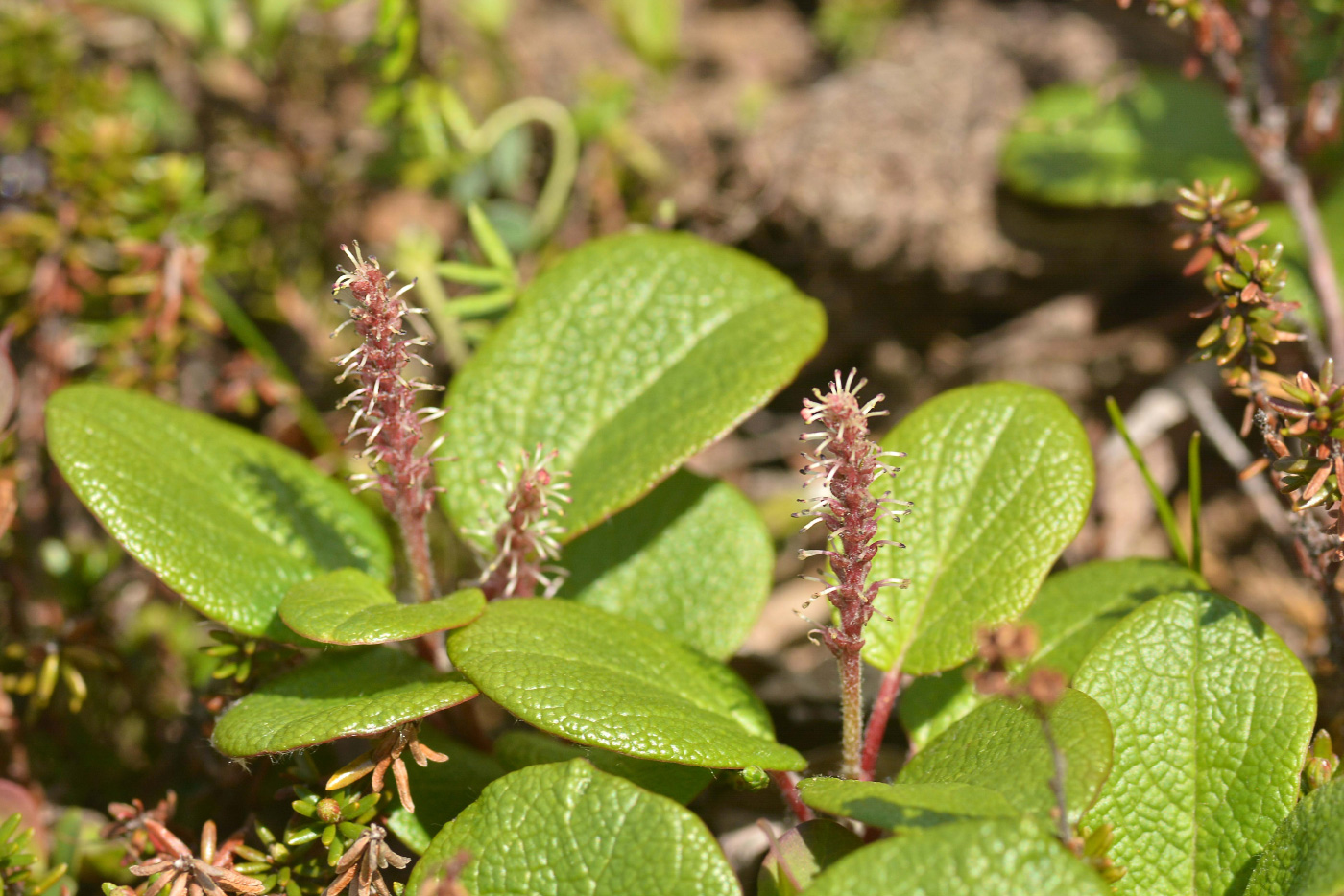 Изображение особи Salix reticulata.