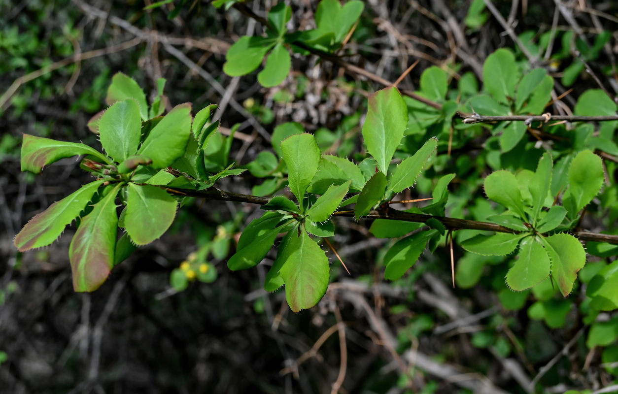 Изображение особи Berberis diaphana.
