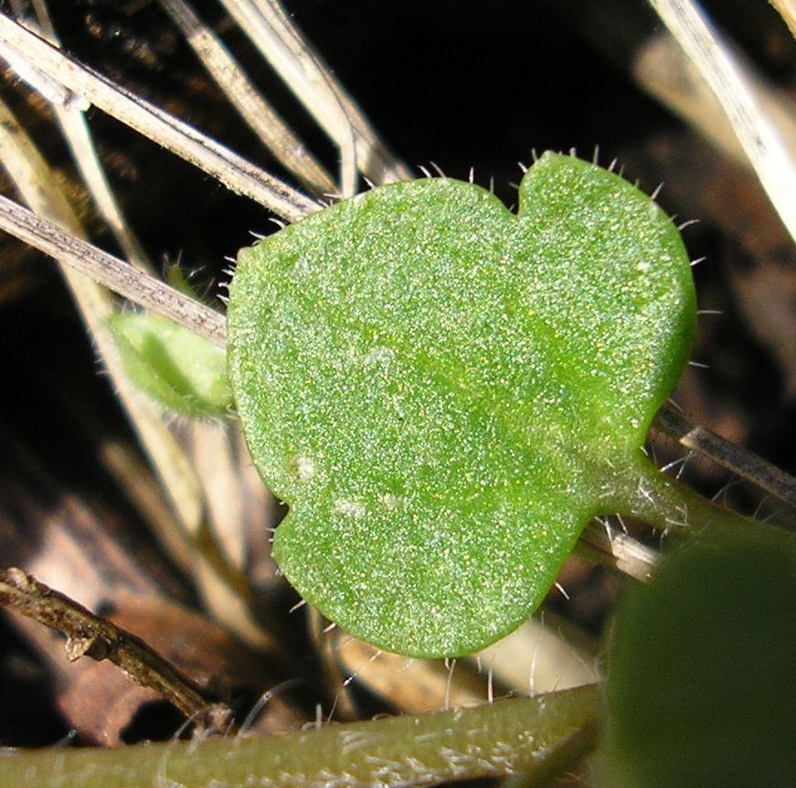 Image of Veronica sublobata specimen.