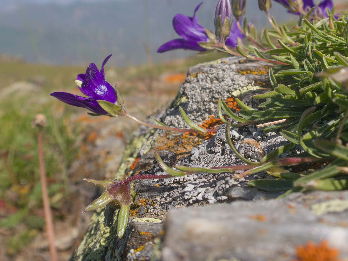 Изображение особи род Campanula.