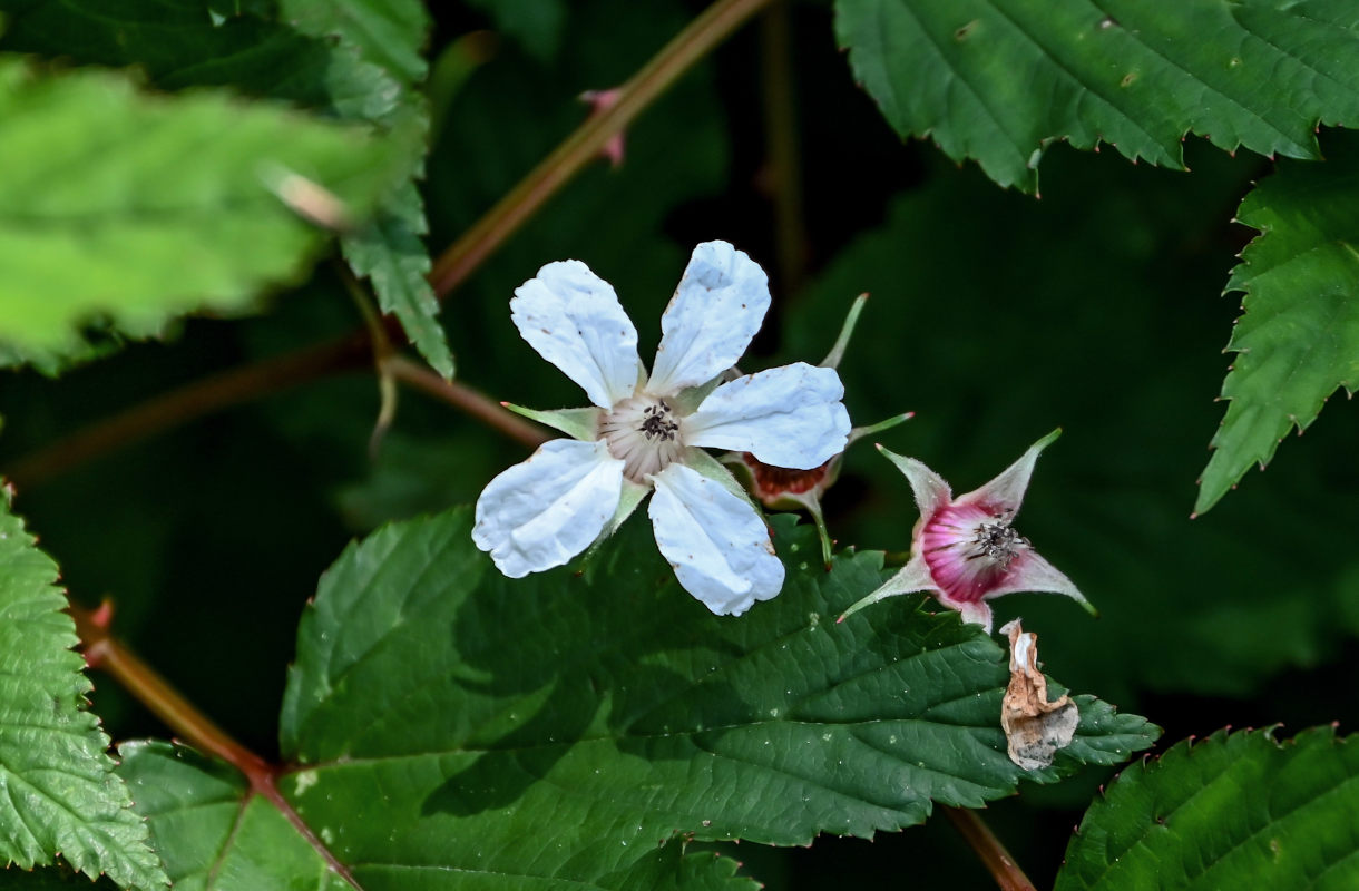 Изображение особи Rubus conduplicatus.
