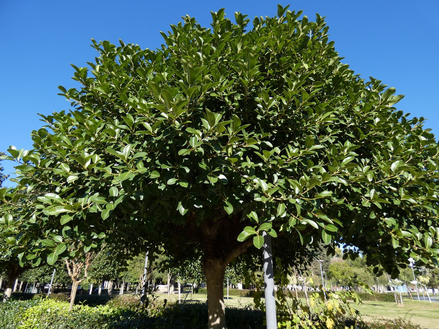 Изображение особи Ficus benghalensis.