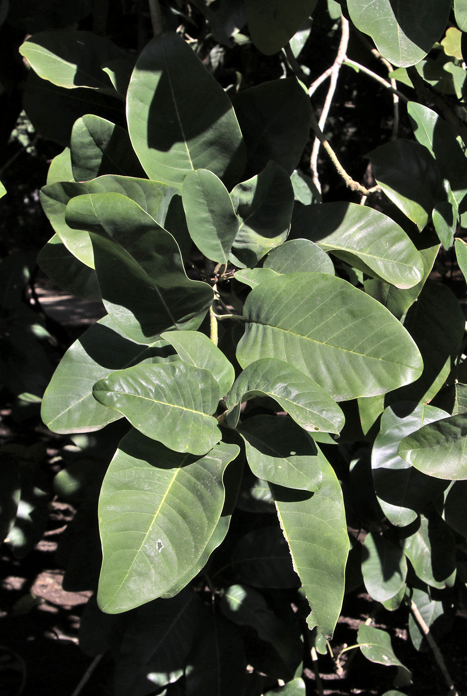 Изображение особи Magnolia delavayi.