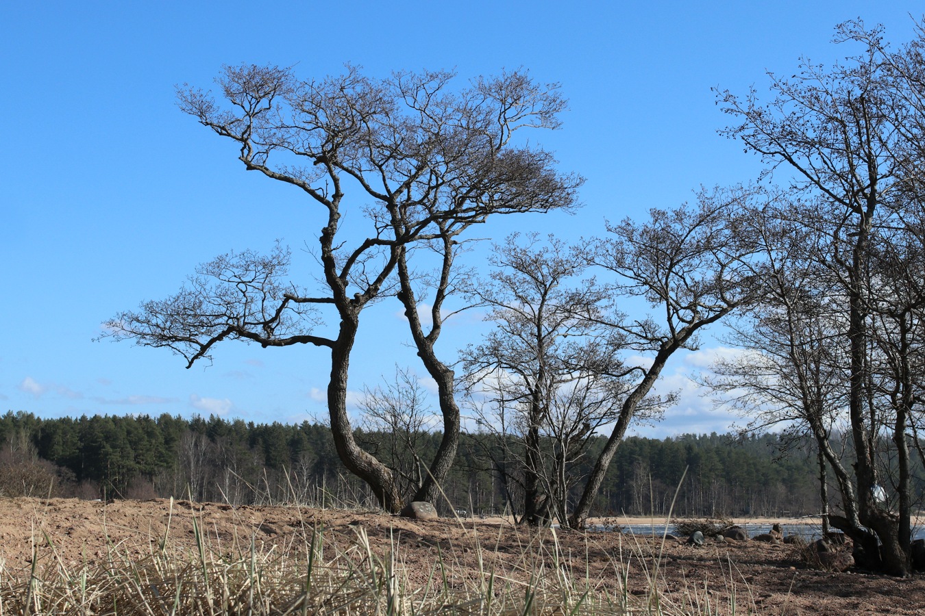 Изображение особи Alnus glutinosa.