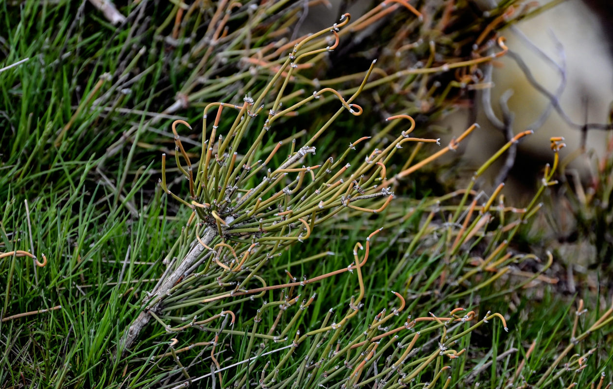 Image of genus Ephedra specimen.