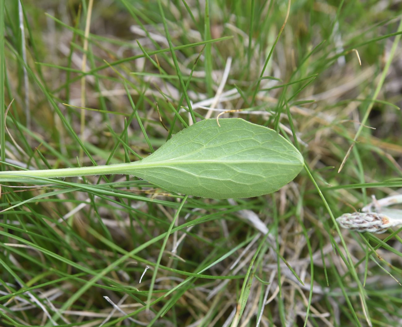 Image of familia Asteraceae specimen.