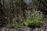 Cardamine tenera. Цветущие растения. Крым, Севастополь, Байдарская дол., окр. с. Передовое, берег ручья Кобалар-Су, в ивняке. 08.05.2026.