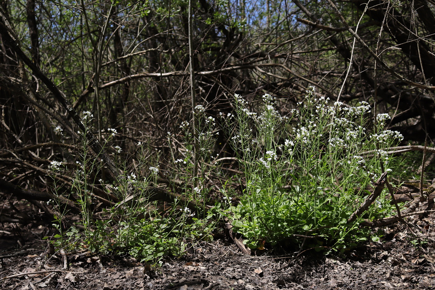 Изображение особи Cardamine tenera.