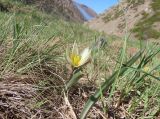 Tulipa dasystemonoides. Цветущее растение. Казахстан, Жамбылская обл., запов. Аксу-Жабаглы, озеро Коксай, ок. 2400 м н.у.м. 12 мая 2026 г.