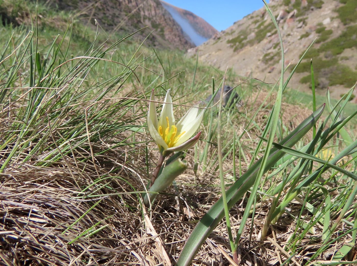 Image of Tulipa dasystemonoides specimen.